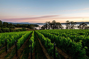 Mewstone Wines
